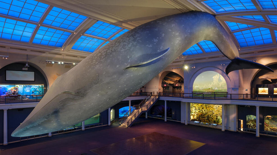 Photo of the blue whale replica placed at the American Museum of Natural History.