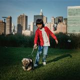 An adolescent child walking a terrier dog in a grassy part of an NYC park.