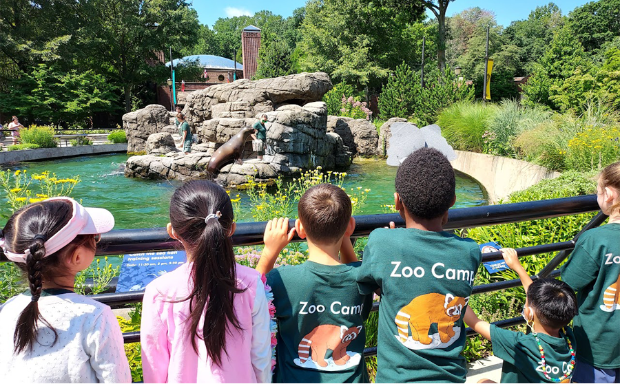 Group of six elementary school children looking at a seal exhibit at a zoo.