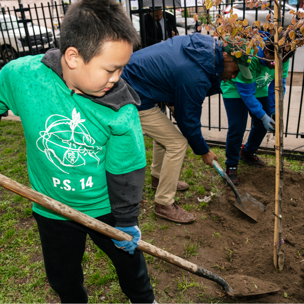 PS 14 student using a shovel to settle soil for a newly planted tree sapling