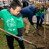 PS 14 student using a shovel to settle soil for a newly planted tree sapling