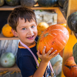Young child, standing inside an outdoor crafting area featuring dozens of pumpkins, holding a medium-sized pumpkin with two hands.