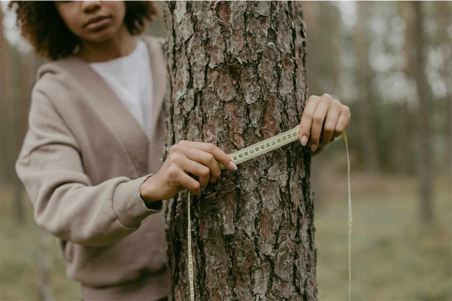 Close up of a young woman using a tape measure to measure the diameter of a tree trunk.